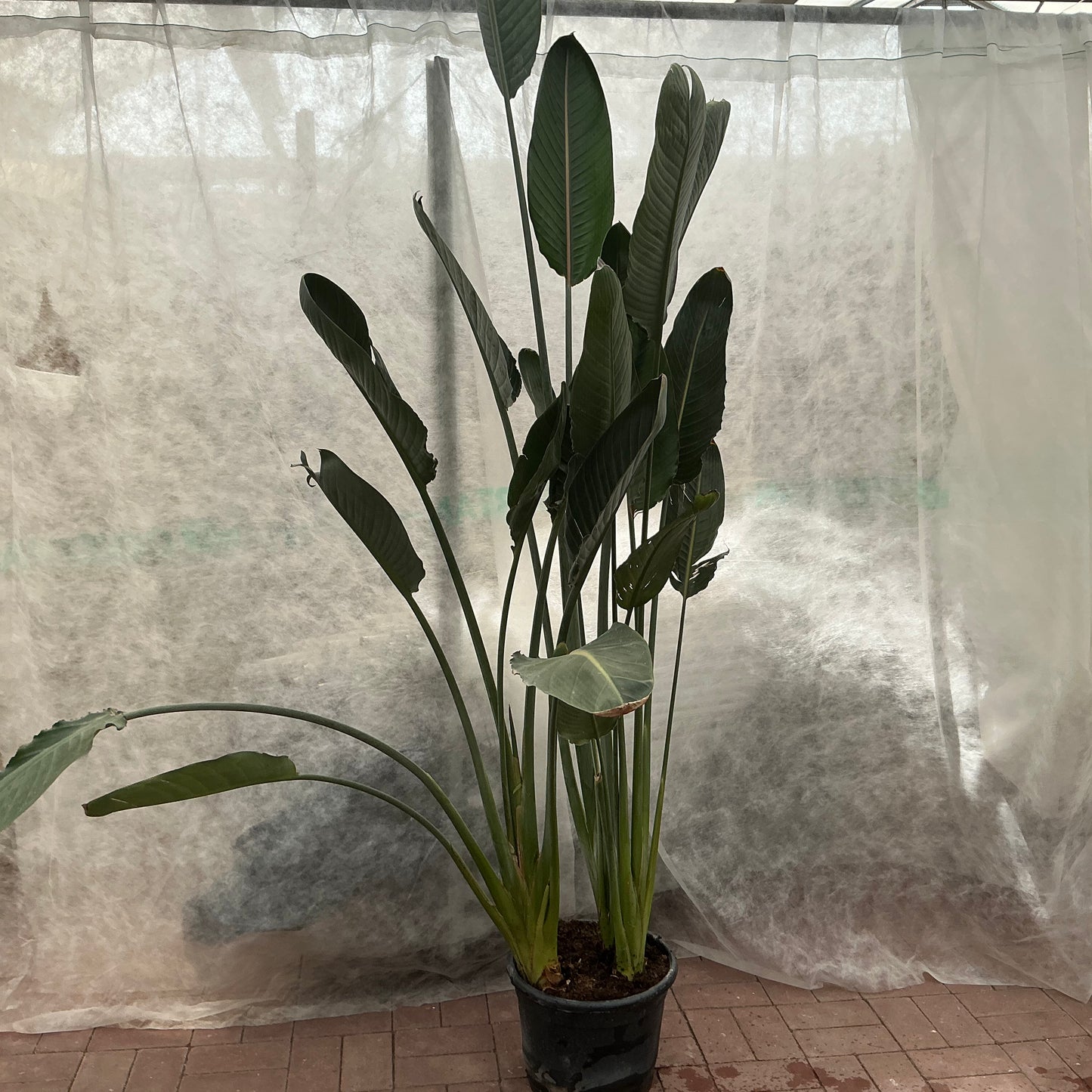 Strelitzia reginae – Paradiesvogelblume