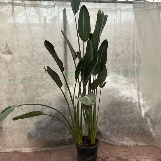 Strelitzia reginae – Paradiesvogelblume