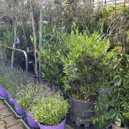 Olivenbonsai – Der mediterrane Charme für dein Zuhause