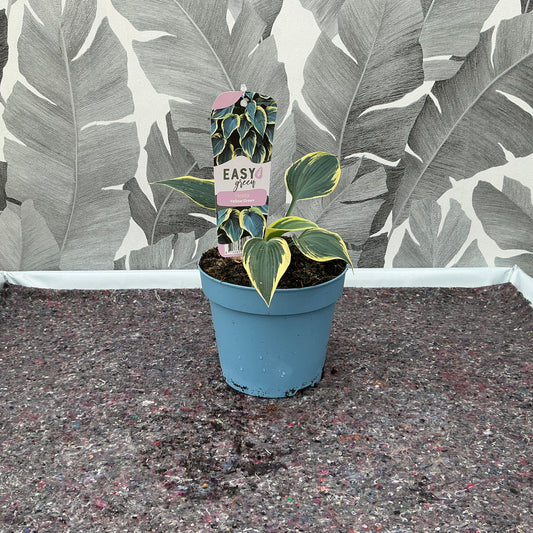 Hosta (grün, gelb) – Die vielseitige Gartenpflanze mit charakteristischer Blattfärbung
