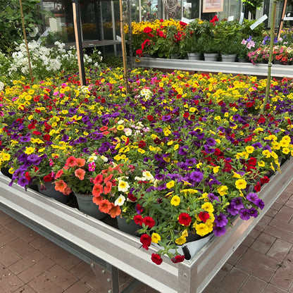 Callibrachoa Trio – Die bunte Blütenpracht für deinen Garten