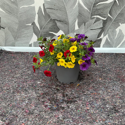 Callibrachoa Trio – Die bunte Blütenpracht für deinen Garten