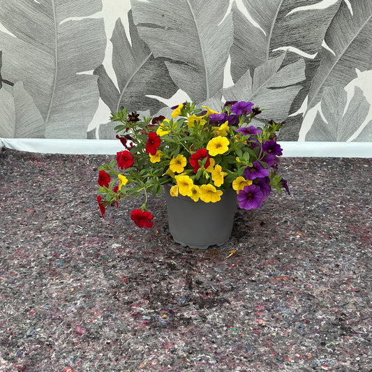 Callibrachoa Trio – Die bunte Blütenpracht für deinen Garten