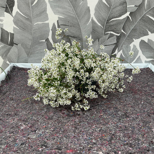 Euphorbia hypericifolia – Die pflegeleichte Schönheit für dein Zuhause