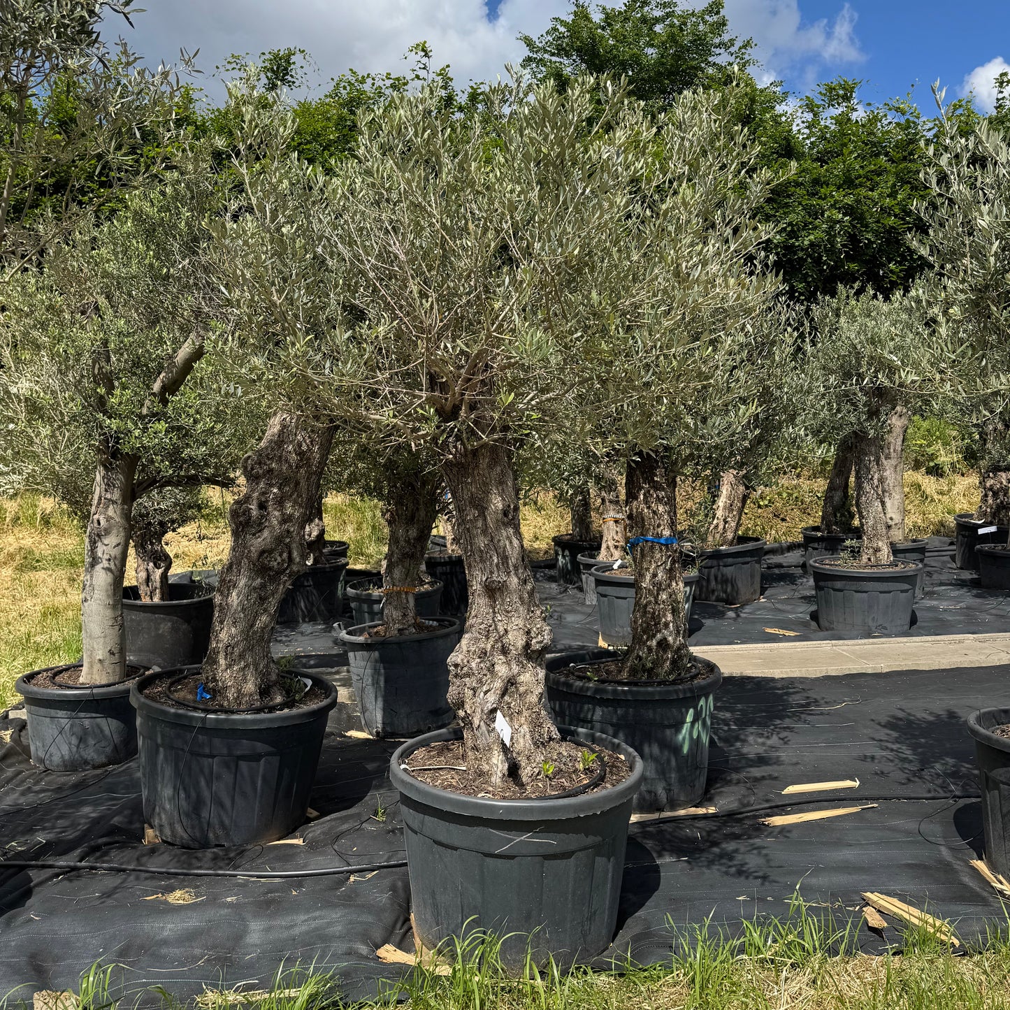Olea europaea – Olivenbaum (Höhe Stamm + Krone ca. 180 cm // Topfdurchmesser 70cm)