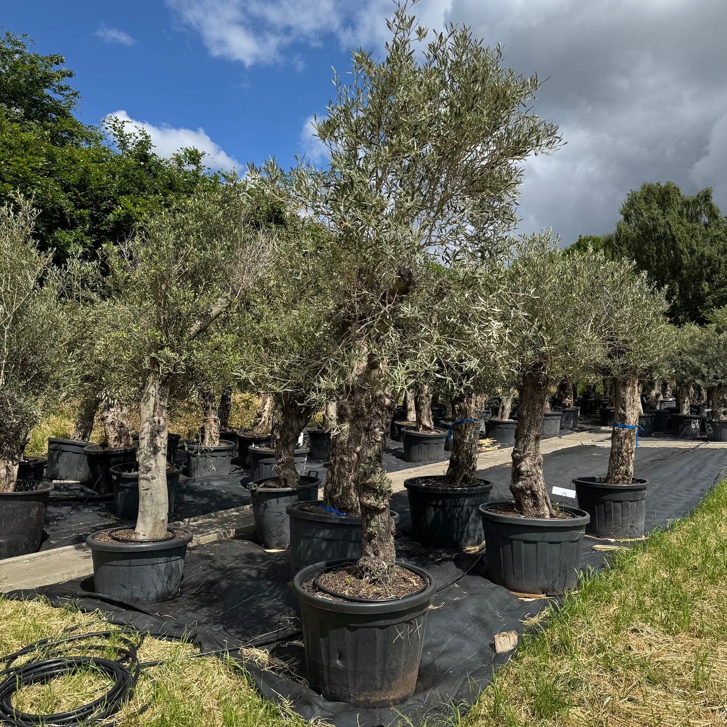 Olea europaea – Olivenbaum (Höhe Stamm + Krone ca. 200 cm // Topfdurchmesser 70cm)