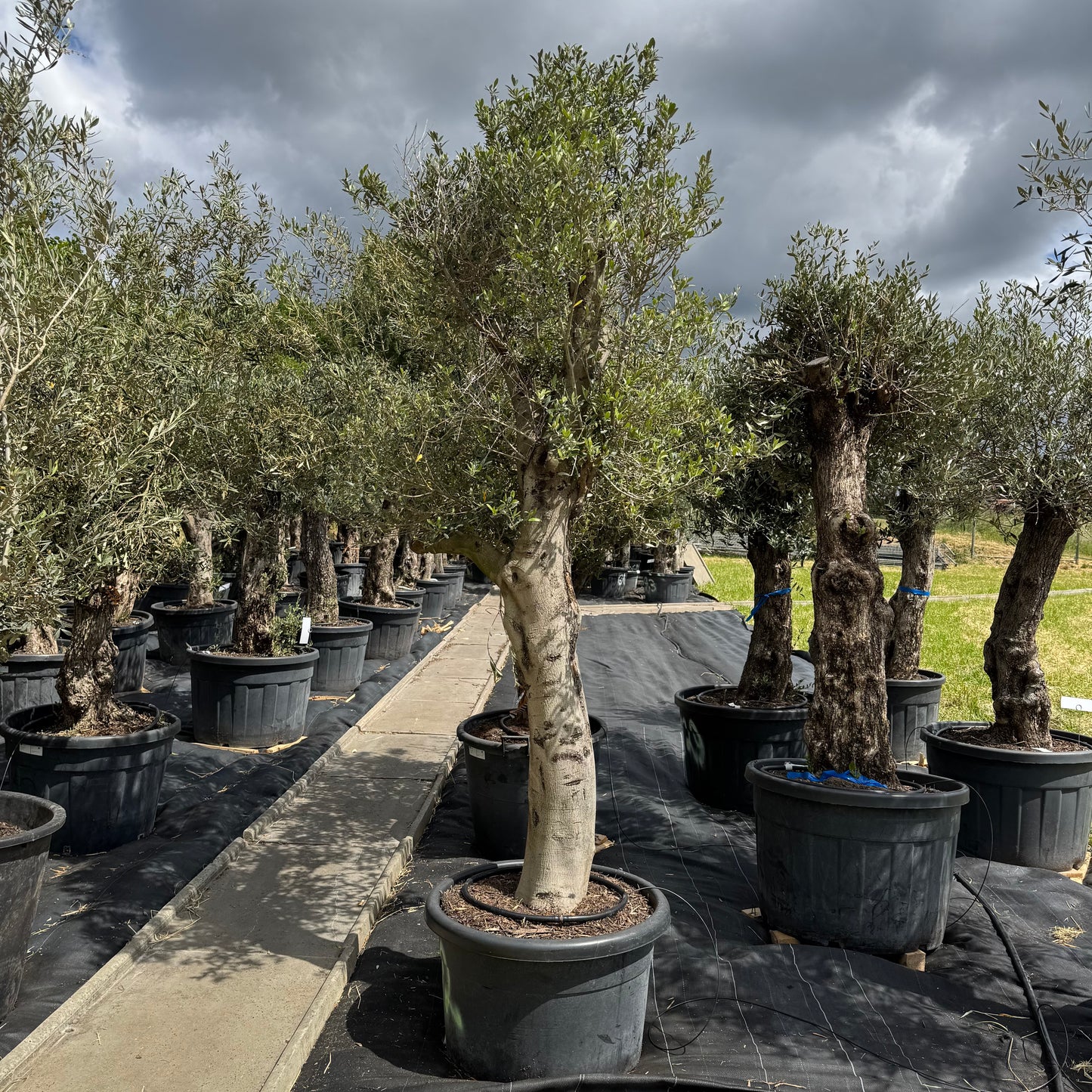 Olea europaea – Olivenbaum (Höhe Stamm + Krone ca. 205 cm // Topfdurchmesser 70cm)