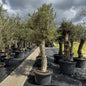 Olea europaea – Olivenbaum (Höhe Stamm + Krone ca. 205 cm // Topfdurchmesser 70cm)