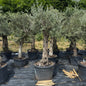 Olea europaea – Olivenbaum (Höhe Stamm + Krone ca. 170 cm // Topfdurchmesser 76cm)