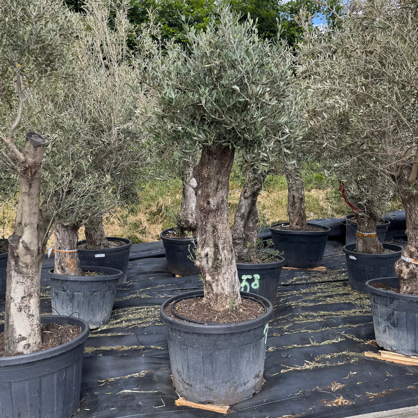 Olea europaea – Olivenbaum (Höhe Stamm + Krone ca. 170 cm // Topfdurchmesser 76cm)