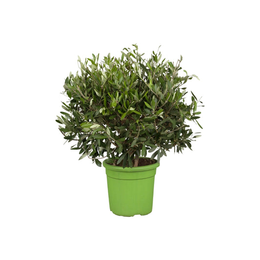 Olivenbonsai – Der mediterrane Charme für dein Zuhause